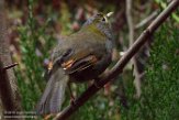 BZA01184309 omeitimalia / Liocichla omeiensis