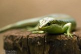 BZA01184398 groene skink / Trachylepis affinis