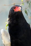 BZA01184405 bateleur / Terathopius ecaudatus