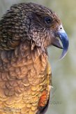 BZA01184407 kea / Nestor notabilis