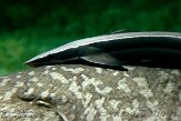 BAA01141192 remora / Echeneis naucrates