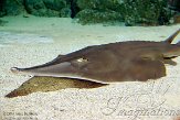 BAA01141204 gitaarrog / Glaucostegus typus