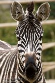 BBP01092510 Grantzebra / Equus quagga boehmi