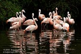 BBP01092536 Chileense flamingo / Phoenicopterus chilensis