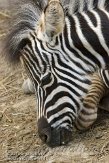 BPB01135358 Chapmanzebra / Equus quagga chapmani