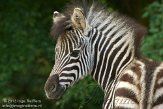 BPB01135440 Chapmanzebra / Equus quagga chapmani