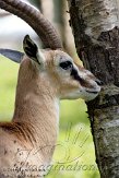 BMS01117619 Thomsongazelle / Gazella thomsonii