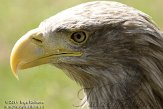 BMS01117706 Europese zeearend / Haliaeetus albicilla