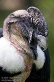 BMS01117712 Andescondor / Vultur gryphus