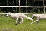 BMS01117776 wolf / Canis lupus