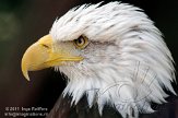 BMS01117801 Amerikaanse zeearend / Haliaeetus leucocephalus