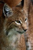 BMS01117835 Euraziatische lynx / Lynx lynx