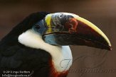 BMS01134569 roodsnaveltoekan / Ramphastos tucanus