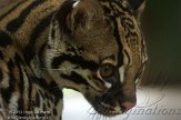 BMS01134598 ocelot / Leopardus pardalis