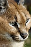 BOZ01091369 caracal / Caracal caracal