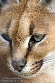 BOZ01091373 caracal / Caracal caracal