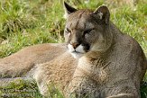 BOZ01091477 poema / Puma concolor