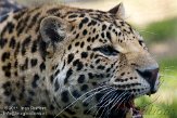 BOZ01113469 panter / Panthera pardus
