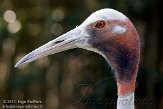 BOZ01113497 Australische saruskraanvogel / Grus antigone gillae