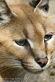 BOZ01113563 caracal / Caracal caracal