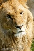 BOZ01113589 Afrikaanse leeuw / Panthera leo