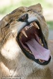 BOZ01113618 Afrikaanse leeuw / Panthera leo