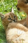 BOZ01122434 caracal / Caracal caracal