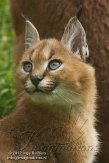 BOZ01122450 caracal / Caracal caracal