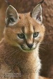 BOZ01122451 caracal / Caracal caracal