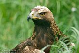 BOZ01140945 steenarend / Aquila chrysaetos