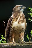 BOZ01152922 roodstaartbuizerd / Buteo jamaicensis