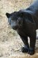 BPD01261277 jaguar / Panthera onca