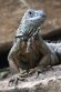 BPD01261298 groene leguaan / Iguana iguana