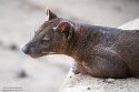 BPD01261362 fossa / Cryptoprocta ferox