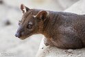 BPD01261372 fossa / Cryptoprocta ferox