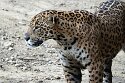 BPD01261450 jaguar / Panthera onca