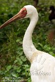 BPP01125489 Siberische kraanvogel / Grus leucogeranus