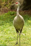 BPP01125494 Florida sandhill kraanvogel / Grus canadensis pratensis