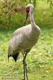 BPP01125500 Florida sandhill kraanvogel / Grus canadensis pratensis