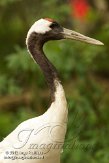 BPP01125527 Chinese kraanvogel / Grus japonensis