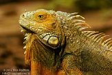 BPP01125600 groene leguaan / Iguana iguana