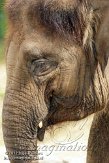 BPP01125622 Sumatraanse olifant / Elephas maximus sumatrensis