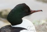 BPP01141281 grote zaagbek / Mergus merganser