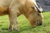 BPP01152697 Gouden takin / Budorcas taxicolor bedfordi