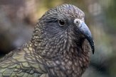 BPD01225071 kea / Nestor notabilis