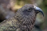 BPD01225074 kea / Nestor notabilis