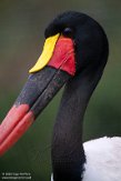 BPD01225082 zadelbekooievaar / Ephippiorhynchus senegalensis