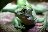 BPD01225262 kroonbasilisk / Basiliscus plumifrons