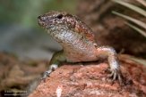 BPD01225278 Zonosaurus maximus (Southeastern girdled lizard)