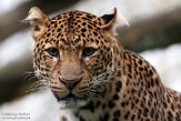 BPD01225313 Javaanse panter / Panthera pardus melas